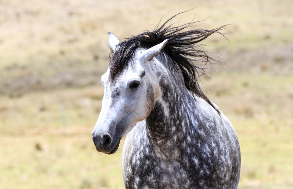 andalusian_head_shot_by_xxmysterystockxx-d88qmq9